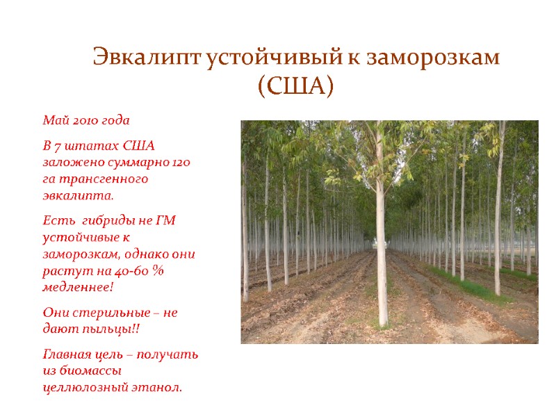 Эвкалипт устойчивый к заморозкам (США)  Май 2010 года В 7 штатах США заложено